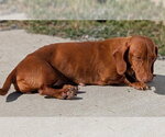 Small #2 Dachshund