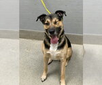 Small German Shepherd Dog Mix