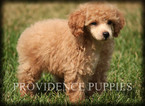 Small Photo #20 Poodle (Miniature) Puppy For Sale in COPPOCK, IA, USA