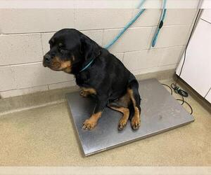 Rottweiler Dogs for adoption in Santa Maria, CA, USA