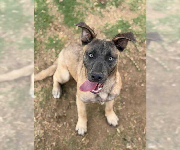 Medium Photo #3 Black Mouth Cur-Labrador Retriever Mix Puppy For Sale in Canton, CT, USA