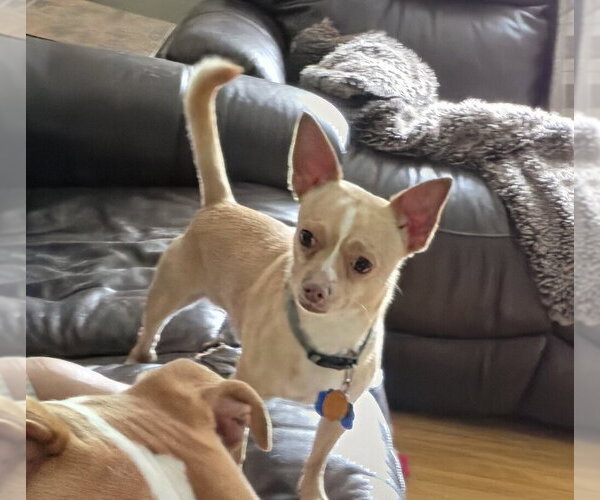Medium Photo #1 Chihuahua-Unknown Mix Puppy For Sale in Springdale, PA, USA