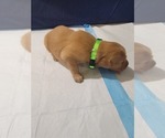 Small #5 Golden Retriever