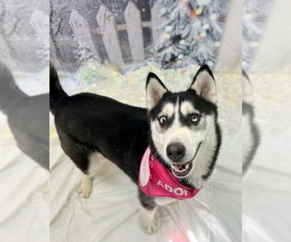 Medium Photo #2 Siberian Husky Puppy For Sale in Bryant, AR, USA