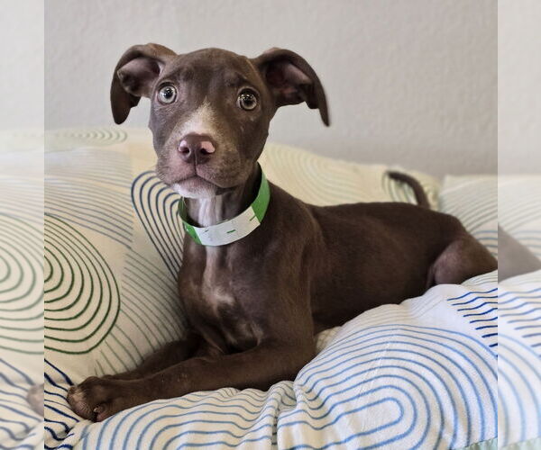 Medium Photo #3 American Pit Bull Terrier-Labrador Retriever Mix Puppy For Sale in Lakewood, CO, USA