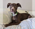 Small #2 American Pit Bull Terrier-Labrador Retriever Mix