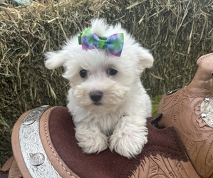 Maltese Puppy for sale in LANCASTER, MO, USA