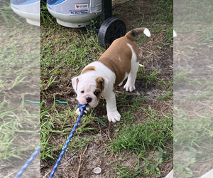 Medium English Bulldog