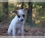 Abigail - Female Mutt Dog for Adoption - Small photo