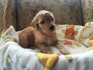 Goldendoodle Puppy for sale in GRAY, TN, USA