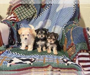 Morkie Puppy for sale in CORNERSVILLE, TN, USA