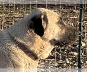 Father of the Anatolian Shepherd puppies born on 04/02/2025