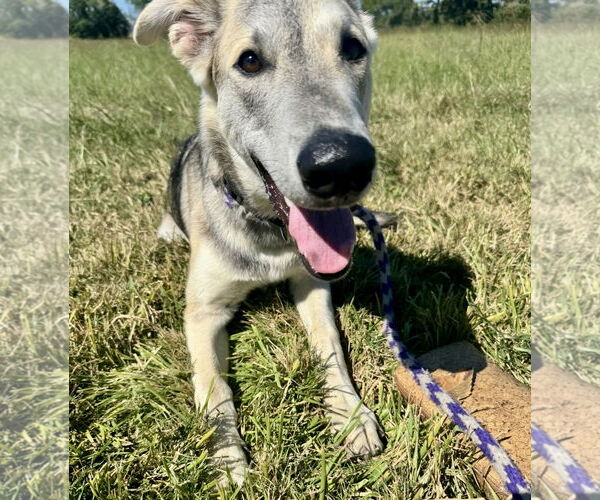 Medium Photo #3 German Shepherd Dog-Unknown Mix Puppy For Sale in Houston, TX, USA