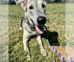 Small #2 German Shepherd Dog Mix