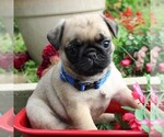 Small Photo #1 Pug Puppy For Sale in CHARLOTT HALL, MD, USA