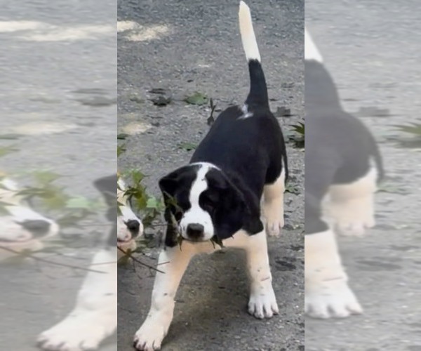 Medium Photo #5 Cane Corso-Saint Bernard Mix Puppy For Sale in WORCESTER, MA, USA