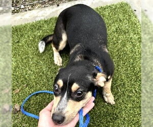 Dachshund-Unknown Mix Dogs for adoption in Houston, TX, USA