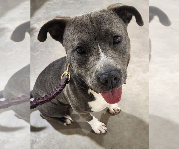 Medium Photo #2 Mutt Puppy For Sale in Greenville, SC, USA