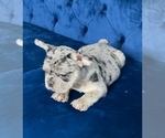 Small #20 French Bulldog