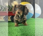 Small #5 Dachshund