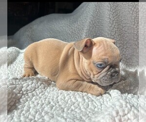 French Bulldog Puppy for Sale in HARLAN, Kentucky USA