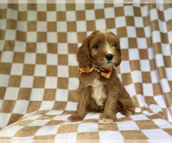 Medium Photo #8 Cavapoo (Miniature) Puppy For Sale in LAKELAND, FL, USA