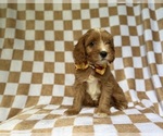 Small #7 Cavapoo (Miniature)