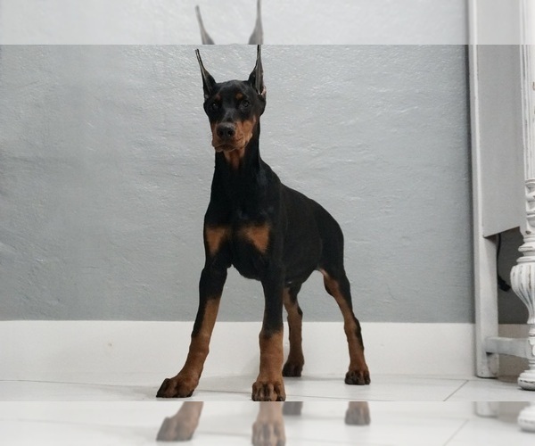 Medium Photo #42 Doberman Pinscher Puppy For Sale in WARSAW, IN, USA