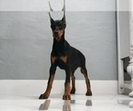 Small #12 Doberman Pinscher