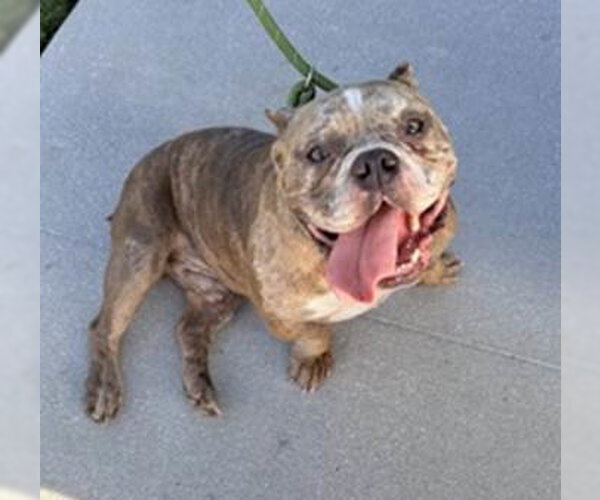 Medium Photo #1 Bulldog-Unknown Mix Puppy For Sale in Sanford, FL, USA