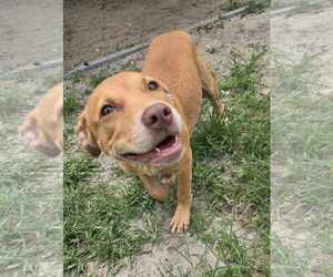 Labrador Retriever-Unknown Mix Dogs for adoption in Melrose, FL, USA