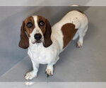Small #1 Basset Hound