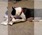 Small #3 American Staffordshire Terrier Mix