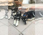 Small #6 Siberian Husky Mix