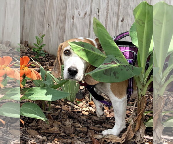 Medium Photo #15 Beagle Puppy For Sale in Dunnellon, FL, USA