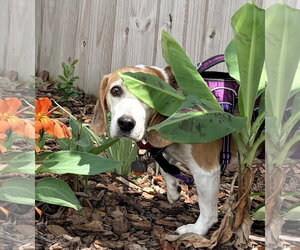 Smeagol - Male Beagle Dog for Adoption - Photo #15