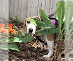 Small #14 Beagle