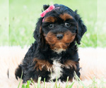 Puppy Millie Cavapoo (Miniature)