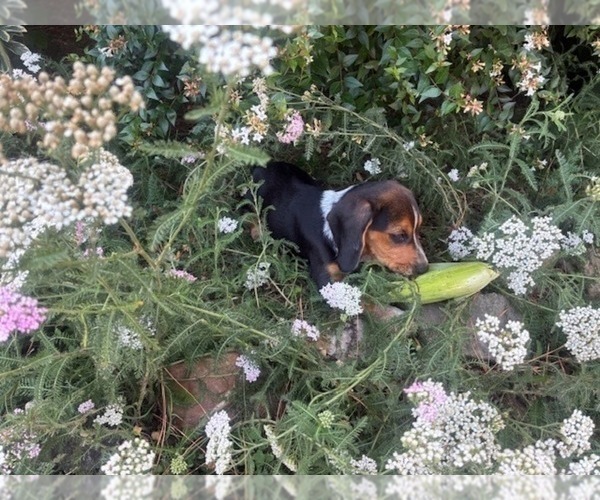 Medium Photo #21 Beagle Puppy For Sale in TARBORO, NC, USA