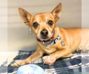 Chihuahua Dogs for adoption in Aurora, CO, USA