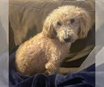 Small #4 Mutt
