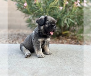 French Bulldog Litter for sale in GLENDALE, AZ, USA