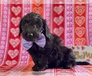 Goldendoodle (Miniature) Puppy for sale in LANCASTER, PA, USA