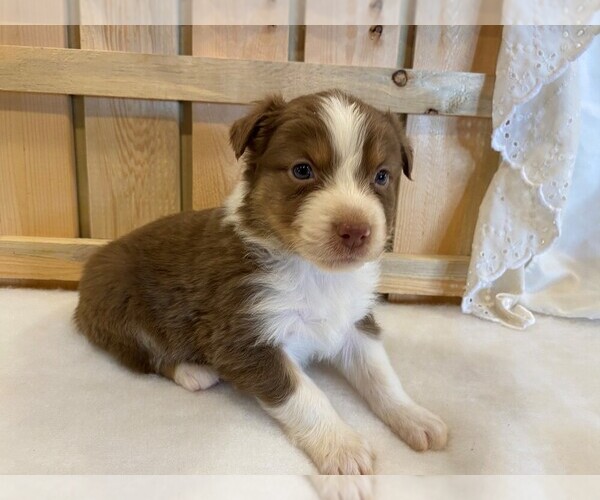 Medium Photo #3 Australian Shepherd Puppy For Sale in JEROMESVILLE, OH, USA