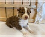 Small Photo #3 Australian Shepherd Puppy For Sale in JEROMESVILLE, OH, USA