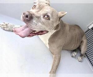 Mutt Dogs for adoption in Houston, TX, USA