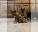 Small Photo #6 Shiba Inu Puppy For Sale in HARRODSBURG, KY, USA
