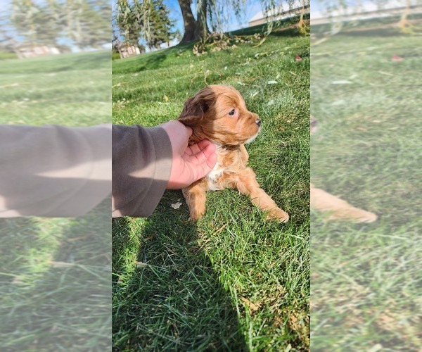 Medium Photo #15 Cavapoo mix (+ Poodle Miniature) Puppy For Sale in GREENWOOD, WI, USA