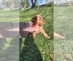 Small Photo #15 Cavapoo mix (+ Poodle Miniature) Puppy For Sale in GREENWOOD, WI, USA
