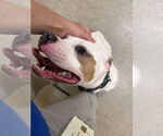 Small #4 American Pit Bull Terrier